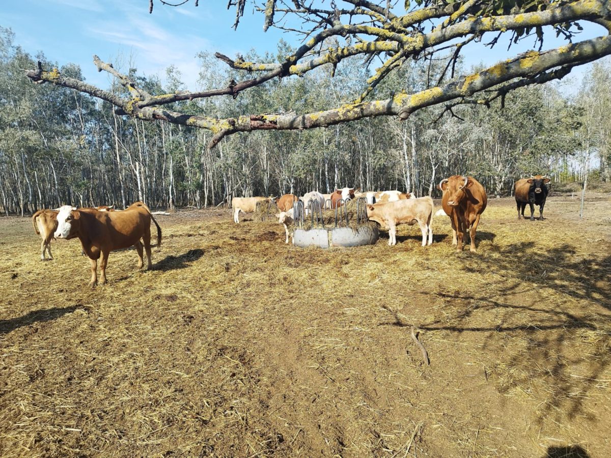 01-Kiskunfelegyhaza-10M-kulterulet